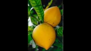 Canistel Fruit amp its health Benefits [upl. by Ahras829]