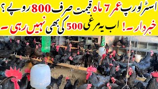 Australorp new scam in Pakistan market [upl. by Duky]