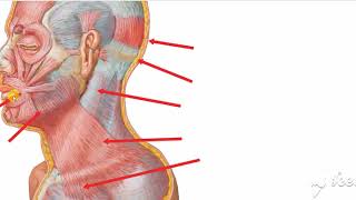 Platysma muscle [upl. by Ecyt252]