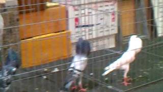 Judge Larry Jolly picking Champion Brunner at the 2011 Pageant of Pigeons3gp [upl. by Anirehtak]