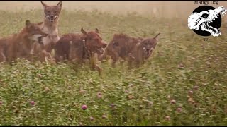 Coyotes Fight Our Dogs  Coyote Hunting With Decoy Dogs [upl. by Nichols227]