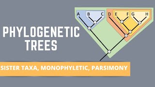 READING PHYLOGENETIC TREES ALL ABOUT SISTER TAXA MONOPHYLETIC GROUPS PARSIMONY [upl. by Grath]