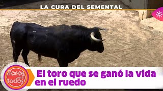 Toros para todos Cómo se cura un toro indultado para convertirlo en semental [upl. by Dever615]