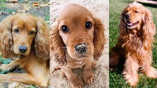 Cocker spaniel  Funny and Cute dog video compilation in 2022 [upl. by Hoopen]