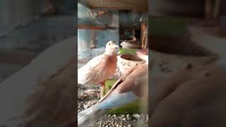 Ring neck dove with crusted dove chicks [upl. by Ylram651]