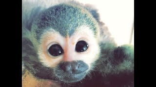 Baby Squirrel Monkey FIRST BATH [upl. by Yarezed321]