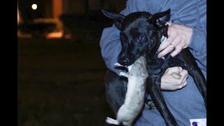 GRAPHIC CONTENT Dogs hunting rats in NYC [upl. by Neve]