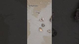 Live Sea Shells at the beach in Halong Bay Vietnam [upl. by Yllas]