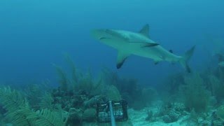 Reef Shark in Belize [upl. by Flossy]