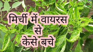 Mirchi me virus ki dawa  mirchi me thrips mirchi me virus se kaise bacheमिर्ची में वायरस बचाव उपाय [upl. by Oringa]