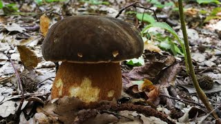 Porcini di quercia giganteschi mai trovati di tali dimensioni Boletus aereus porcini testa nera [upl. by Isawk381]