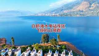 白鶴灘水力發電廠庫區風景優美，湖面飛翔著一群白鷺 [upl. by Sue]