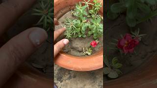 Portulaca Propagation from CUTTINGS  Portulaca Plant Care  youtubeshorts viralshorts [upl. by Swenson856]