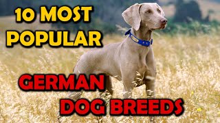 10 Most Popular German Dog Breeds [upl. by Frodeen]