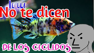 LO QUE NO TE DICEN DE LOS PECES CICLIDOS LO QUE DEBES SABER SI QUIERES EMPEZAR CON LOS CICLIDOS [upl. by Harriette277]