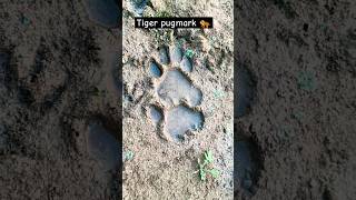 Tiger pugmark 🐅🦌corbett wildanimals tiger jimcorbett safari [upl. by Aramanta]