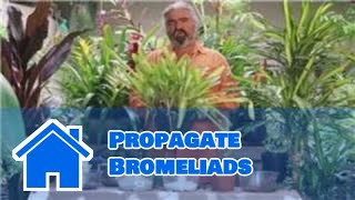 Gardening Help  How to Propagate Bromeliads [upl. by Cyril114]