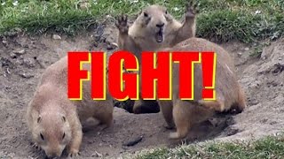 Marmot Fight Hiya [upl. by Haiacim753]