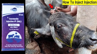 Buffalo Video  Ivermectin Injection  Treatment For Threadworms amp Roundworms  Skin Infections [upl. by Enaek]