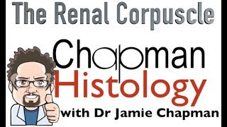 3 Min Histology  The Renal Corpuscle [upl. by Rawdan]