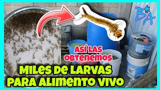 Como poner un cultivo de larva de mosquito Bioacuatixz acuario [upl. by Voccola]