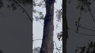 Goanna Perentie monitor lizard climbing tree [upl. by Jenna405]