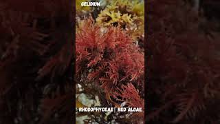 RhodophytaRedalgeaRedalgaealgal speciesalgae [upl. by Booker]