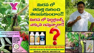 chilli Mirchi మిరప లో తెగుళ్లుమొక్కలు చనిపోతున్నాయాಮೆಣಸಿನಕಾಯಿ ಬೆಳೆ ರೋಗ spxNanosilver yk Labo [upl. by Goode943]