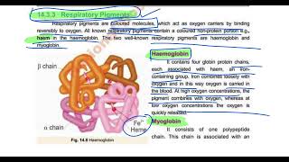 Respiratory Pigments Difference between Haemoglobin and Myoglobin 12th biology biology education [upl. by Ydnar]