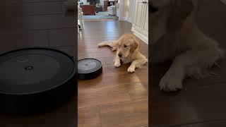 Not a fan dog goldenretriever roomba pets smile cute goldens finn [upl. by Giustino]