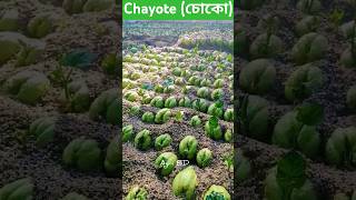 Chayote vegetable vegetables squash chayote chayotes agriculture vegetablefarming foryou [upl. by Madelaine137]