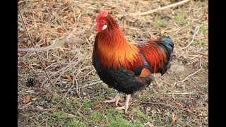 HÜHNER füttern Geräusche  Tiergeräusche vom Bauernhof  Tiergeräusche für Kinder [upl. by Aiuqat]