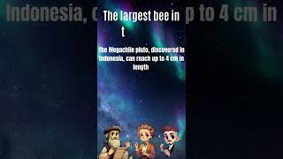 Discover the Giant Bee of Indonesia 🐝🌏 [upl. by Malva411]