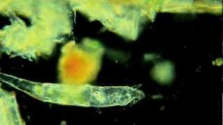 Rotifers Are Awesome [upl. by Skyler885]