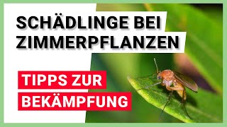 Schädlinge bei Zimmerpflanzen  Wo kommen sie her Tipps gegen Schädlinge [upl. by Celia83]