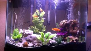 37 gallon cichlids tank [upl. by Nonnarb]