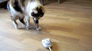 Lustige Katzen Videos zum totlachen Katze kämpft gegen Epilierer  Katze lustig [upl. by Gillian388]