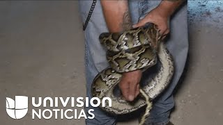 Florida busca cazadores de pitones así es la travesía diaria para encontrar a estas serpientes [upl. by Spevek]