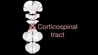 Corticospinal tract [upl. by Amsirak555]