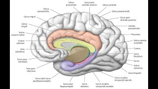 What anatomical Structure makes the Dentate Gyrus Distinctively Dentate Tooth like Appearance [upl. by Netsua130]