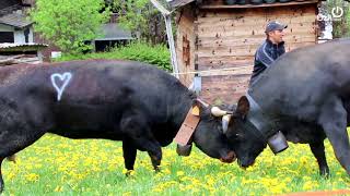 Vaches dHérens  combats de reines aux Contamines [upl. by Lance]