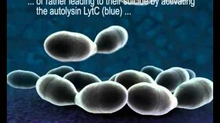 HostPathogen Interactions in Streptococcus pneumoniae [upl. by Irpac299]