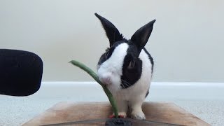 Rabbit eating crunchy bean ASMR [upl. by Irrem785]