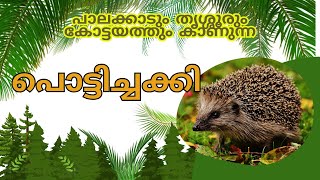 പൊട്ടിച്ചക്കി  The Bare Bellied Hedgehog  Madras Hedgehog  ഇത്തിൾപ്പന്നി Species of Least Concern [upl. by Ahsenra]