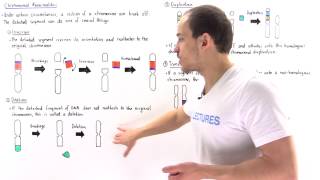 Chromosomal Deletion Inversion Duplication and Translocation [upl. by Redep]