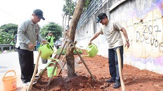 Puluhan Pohon Pelindung Ditanam di Jalan Inspeksi Kali Buaran Duren Sawit [upl. by Dielle]