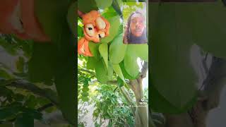 Jamaican ackee bongohill fruit [upl. by Maibach]