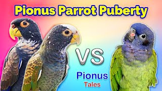 How Parrot Puberty can affect your Mental Health ft stellaandcharlie [upl. by Acirre]