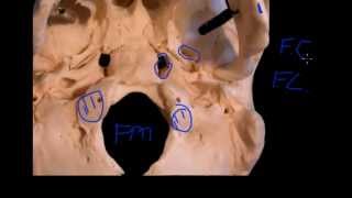 Mandibular nerve [upl. by Leugimsiul]