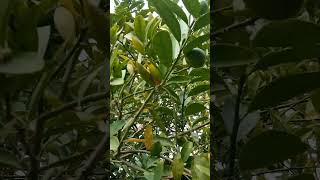 Fresh lemons garden fruit food love viralshort [upl. by Eissirc]